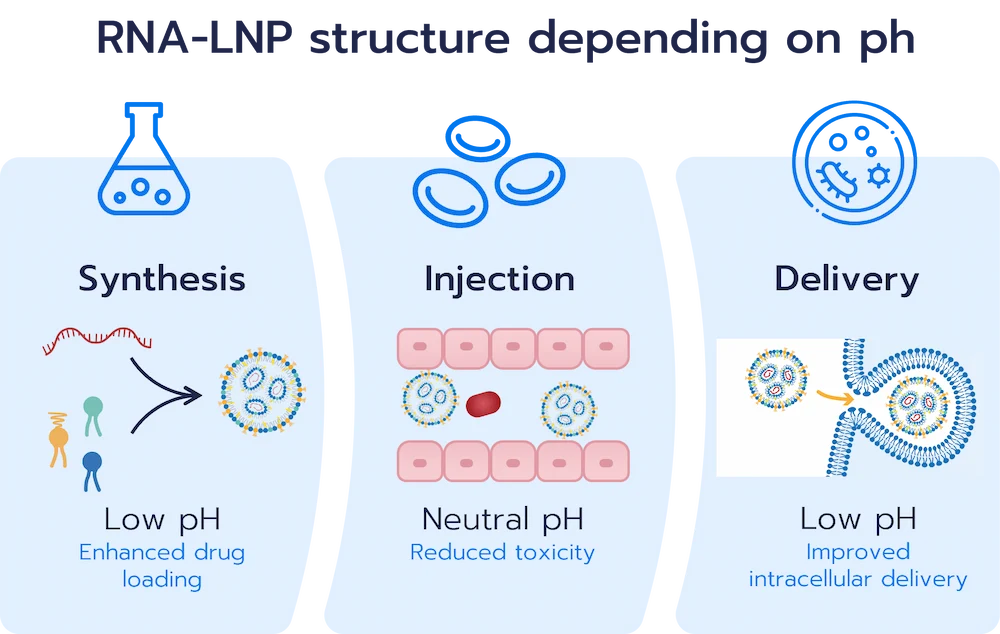 ionizable lipid nanoparticles-RNA structure depending on pH