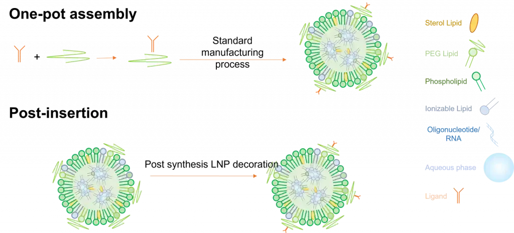 Lipid-nanoparticle-Active-targeting