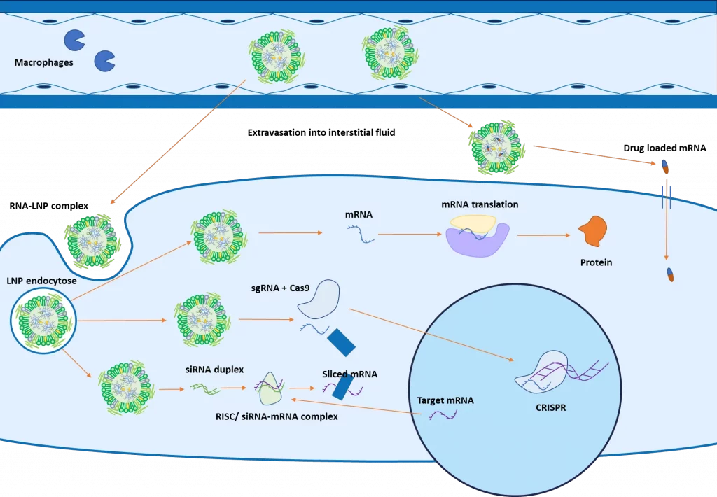 LNP mediated delivery of Gene (mRNA, siRNA, CRISPR cas9) and drug delivery process