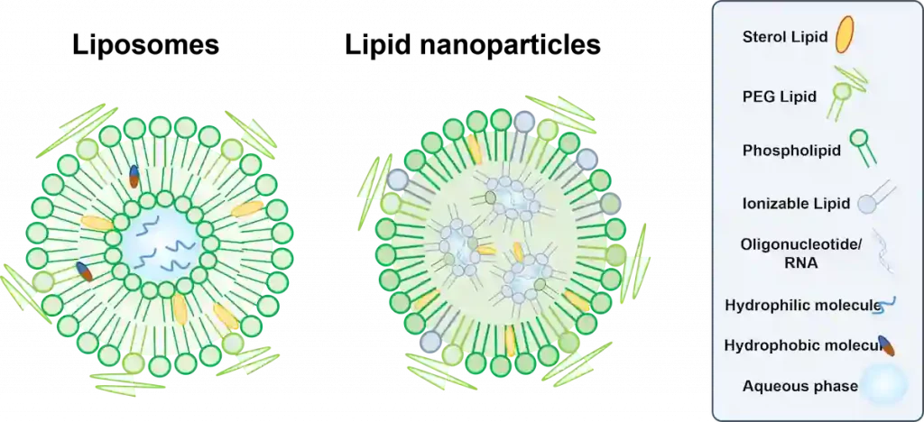 Liposome vs lipid nanoparticle internal composition