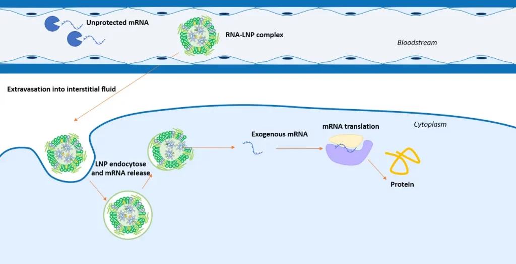 mRNA vaccines working principle