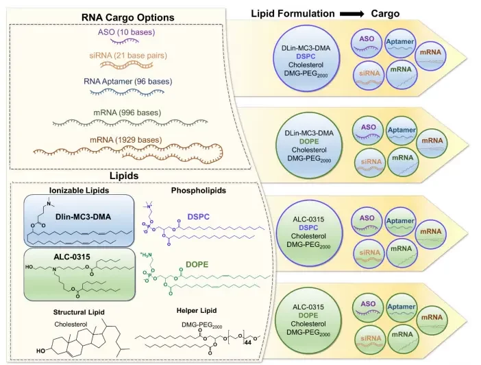 Description of the experimental design: Lipid nanoparticles (LNPs) were formulated using four types of lipids - an ionizable lipid (either DLin-MC3-DMA or ALC-0315), a phospholipid (DSPC or DOPE), cholesterol as a structural lipid, and DMG-PEG2000 as a helper lipid at a specific molar ratio of 50:10:38.5:1.5. Tests were carried out with 5 different RNA molecules, of varying lenghts.