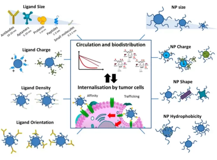 Exmaple of lipid based nanoparticle active and passive targeting strategies to optimize intracellular delivery