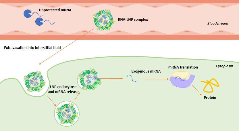 mRNA vaccine: Illustration of the mRNA-LNP delivery in the cell cytoplasm