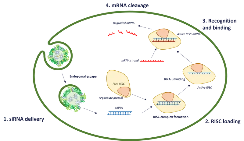 SiRNA delivery process