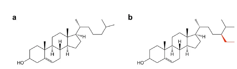 Chemical composition of β-sitosterol / Beta sitosterol for used in improved LNP 