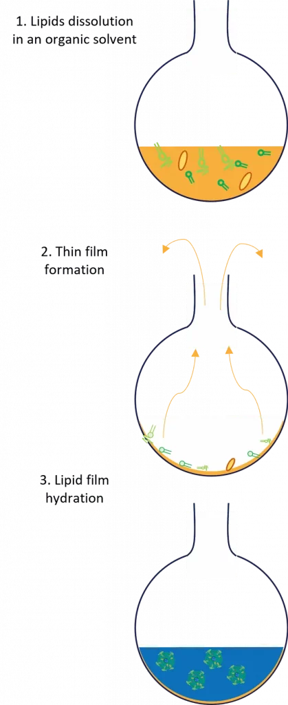 Thin Film Hydration Method for Liposome and LNP formulation - Inside ...