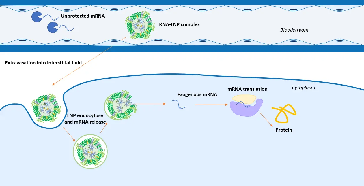 mRNA LNP working principle