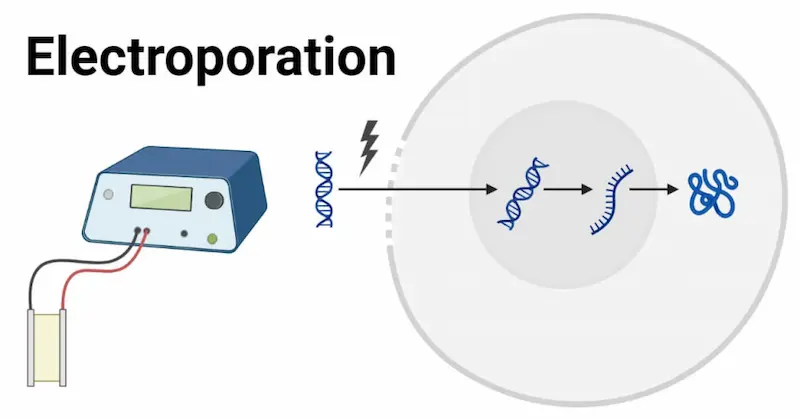 Illustration of RNA electroporation method