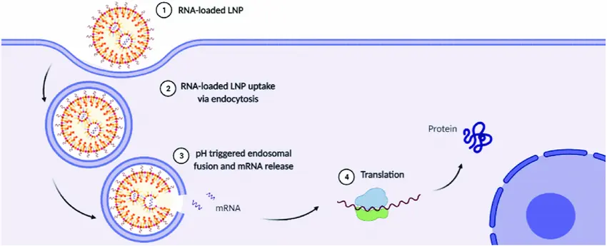 Schematic of RNA-LNP Transfection