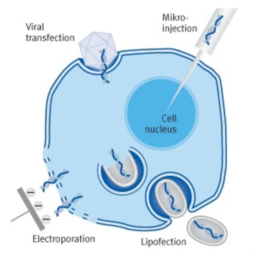 Overview of the RNA transfection methods