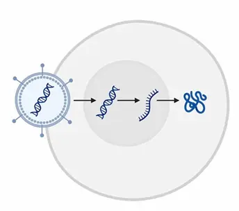 Mechanism of Viral RNA transfection