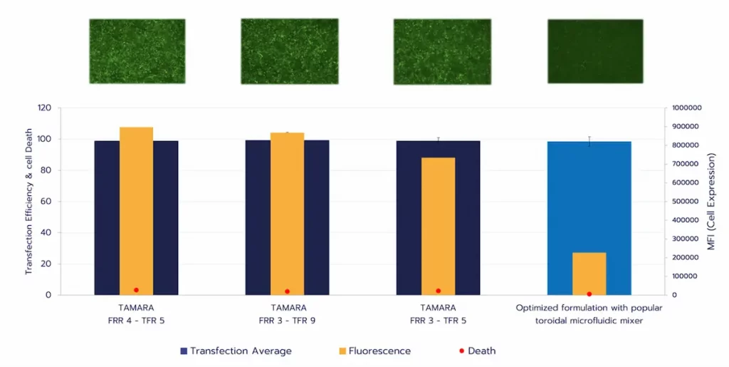 TAMARA vs. toroidal mixer: Fluorescence microscopy images (top) and quantitative analysis of transfection efficiency, fluorescence-based protein expression, and cell death (bottom).