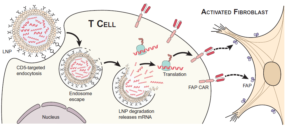 in-vivo CAR-T engineering the role of mRNA-LNP technologies - Inside ...