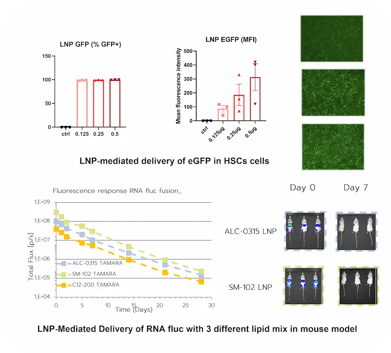 mRNA in-vitro & in-vivo