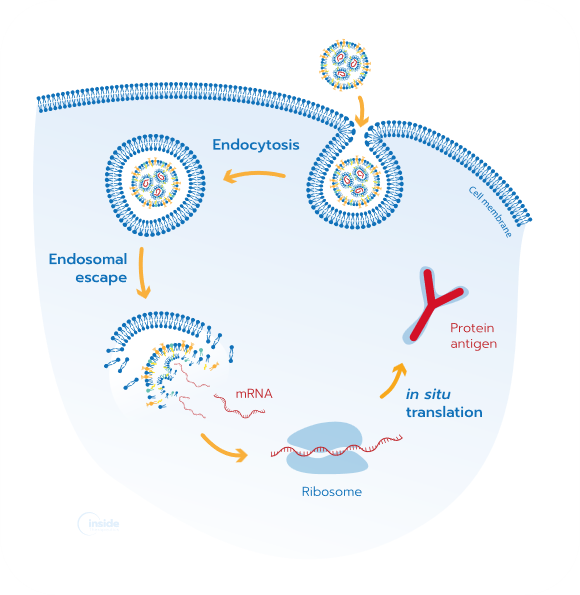 Featured-image_APN_In vivo evaluation of mRNA-LNP vaccines formulated using TAMARA-png