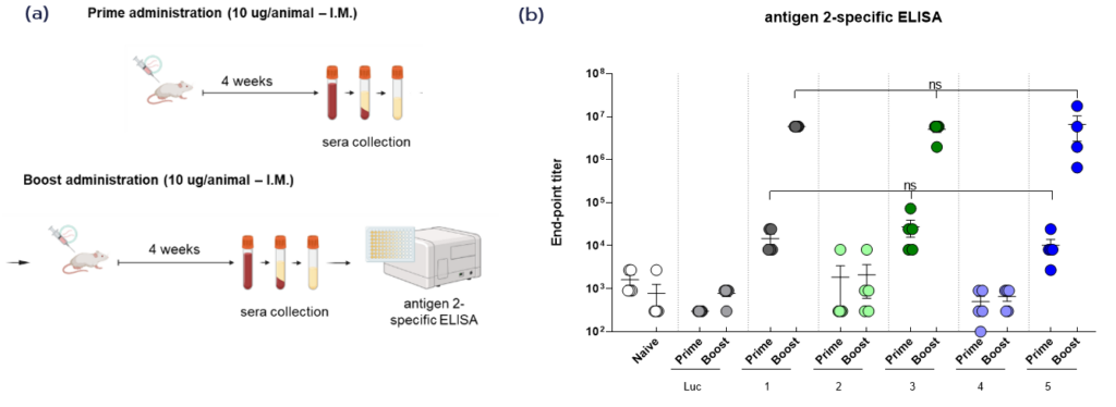 Figure 3. (a) Prime–boost immunization and sampling workflow. (b) Antigen 2-specific antibody titers measured by ELISA after prime and boost administrations of mRNA-LNPs encoding different constructs.