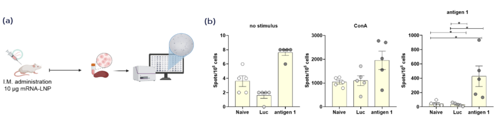 Figure 4. (a) ELISpot assay schematic. (b) Antigen-specific ELISpot responses in splenocytes after IM administration of mRNA-LNPs. Spot counts shown for naïve, luciferase control, and antigen 1 groups under no stimulation, ConA stimulation, and antigen-specific stimulation.