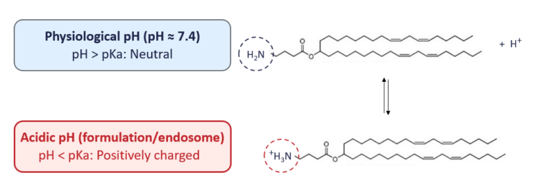 Lipid nanoparticles: a complete guide to understanding LNP - Inside ...