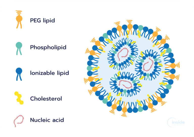 Lipid nanoparticles: a complete guide to understanding LNP - Inside ...