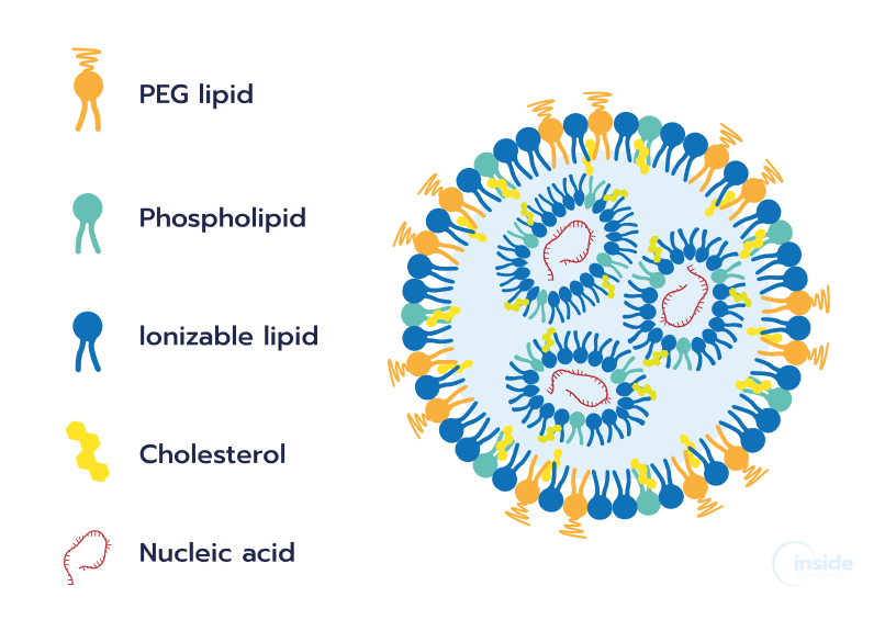 Lipid nanoparticles: a complete guide to understanding LNP - Inside ...
