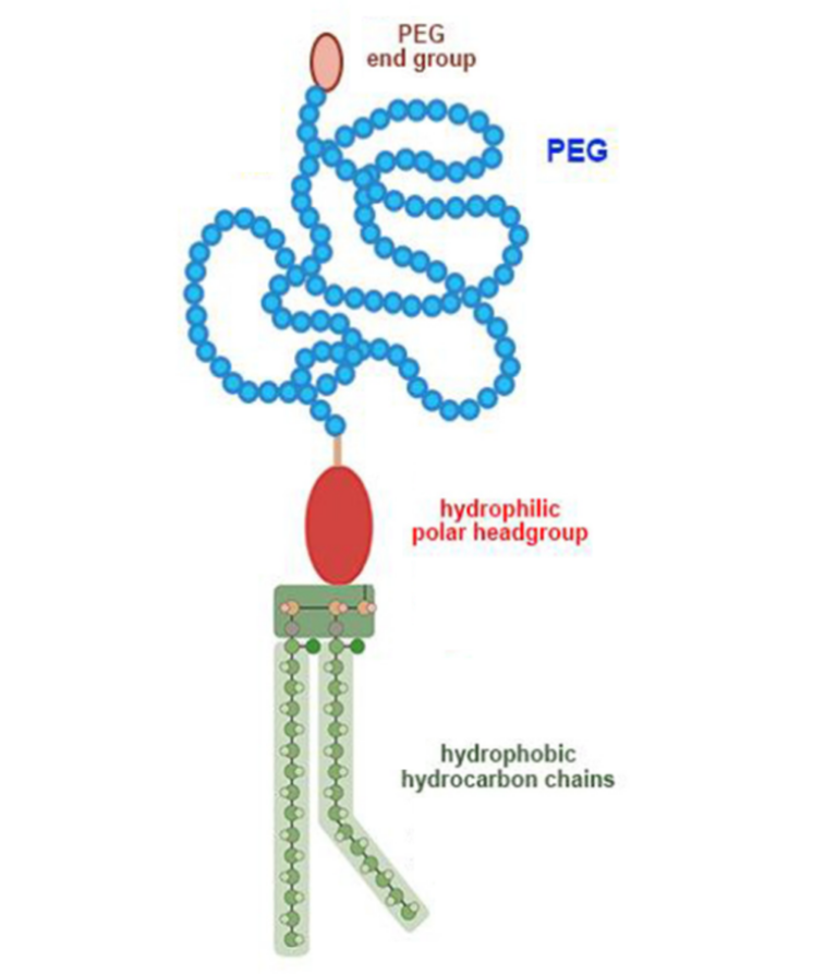 Lipid nanoparticles: a complete guide to understanding LNP - Inside ...