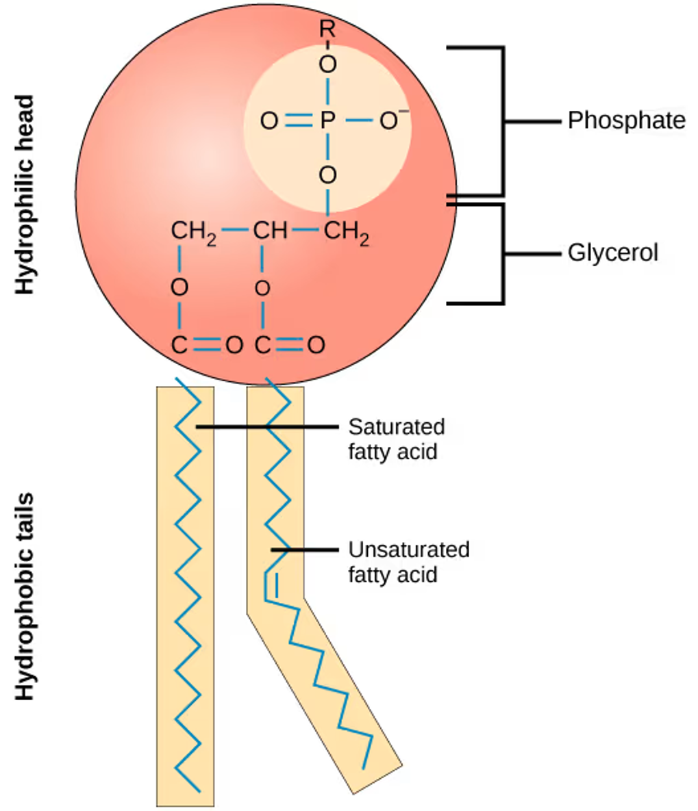 Lipid nanoparticles: a complete guide to understanding LNP - Inside ...