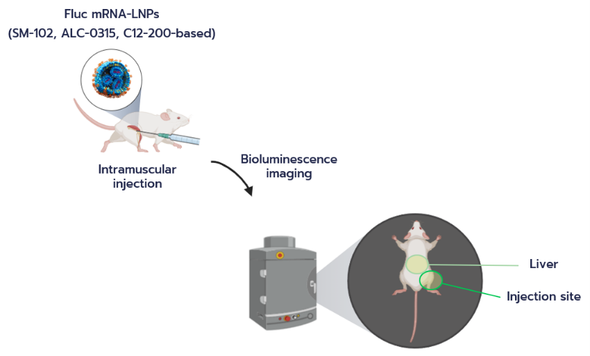 Strathclyde-APN_Featured-image_In Vivo Evaluation of Standard mRNA-LNP Formulations Produced with TAMARA