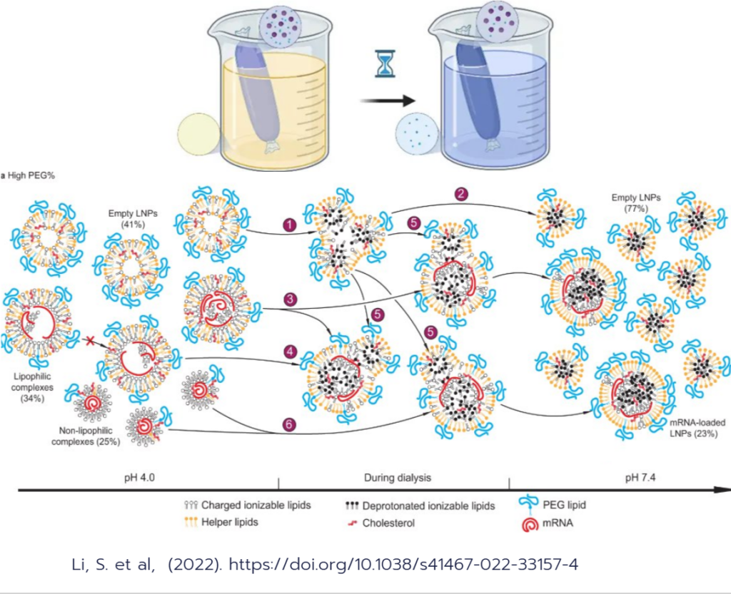 Inside TX - Solvent exchange and LNP formation during dialysis