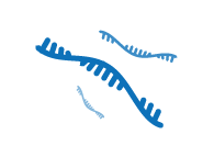 rna sketch